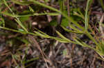 Shortleaf rose gentian